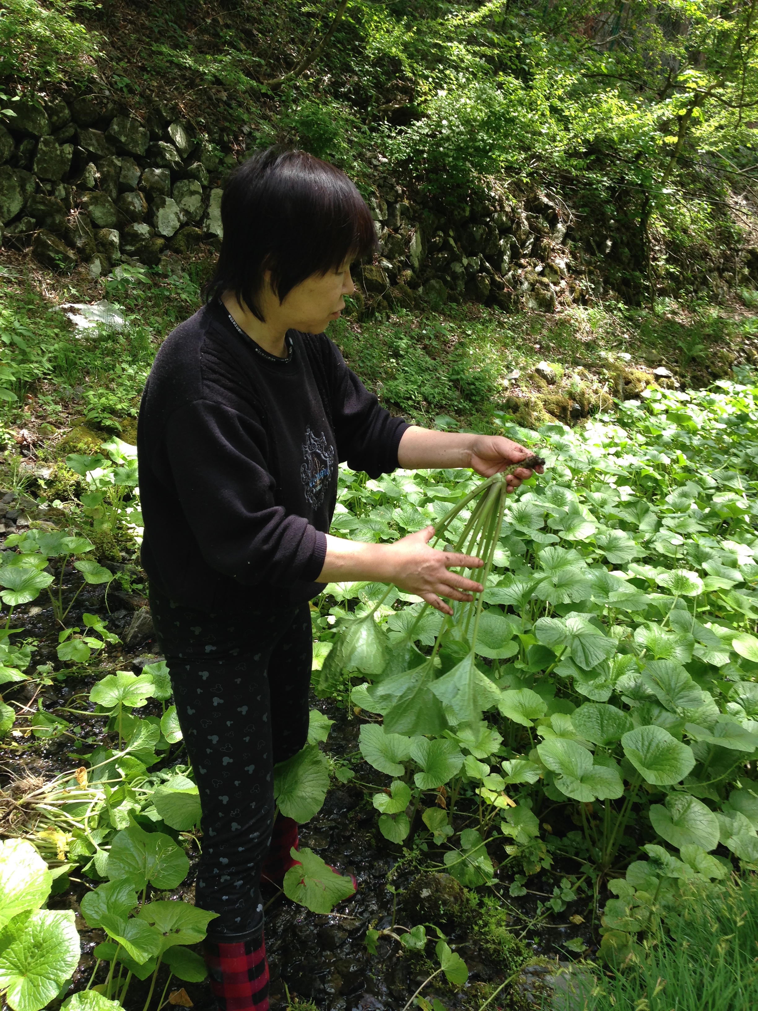 wasabisyuukaku