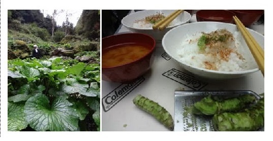 okutamakgWasabi
